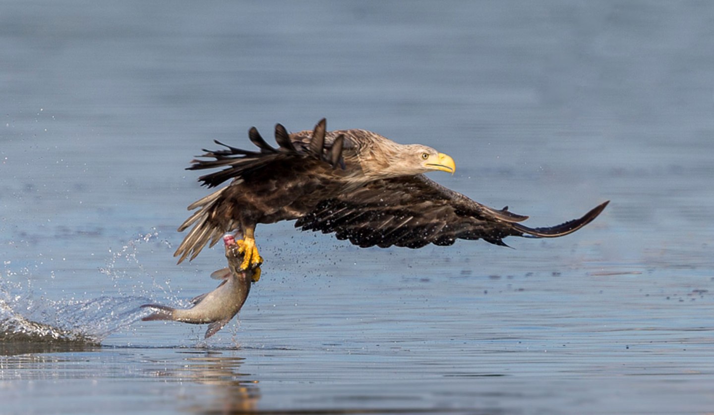 Erfolgreiche morgendliche Fischjagd, © Eric Dienesch