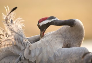 Grauer Kranich, © Knut Fischer