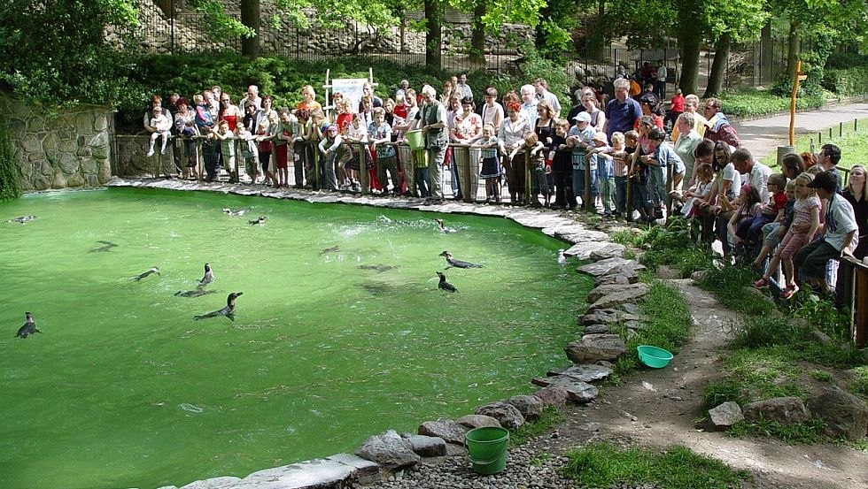 Schaufütterung von den Pinguinen, © Zoo Schwerin/Erika Hellmich