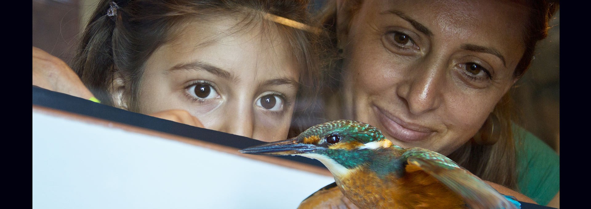 Heimische Exoten unserer Vogelwelt im Müritzeum - Als Präparat kann man den sonst scheuen, schnellen Eisvogel in Ruhe betrachten., © Mirko Runge