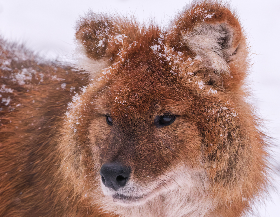 Wintersafari im Zoo Schwerin. Lernt den Zoo und seine Bewohner nach regulärer Schließzeit bei einer exklusiven Wintersafari kennen., © Zoo Schwerin