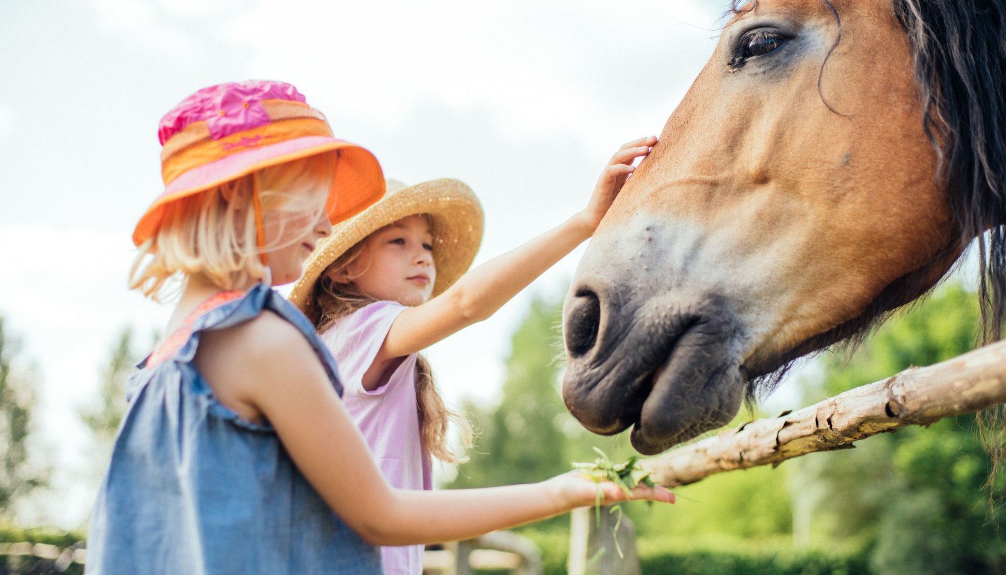 Ein Mädchen streichelt die Nüstern eines Pferdes., © TMV/Gänsicke