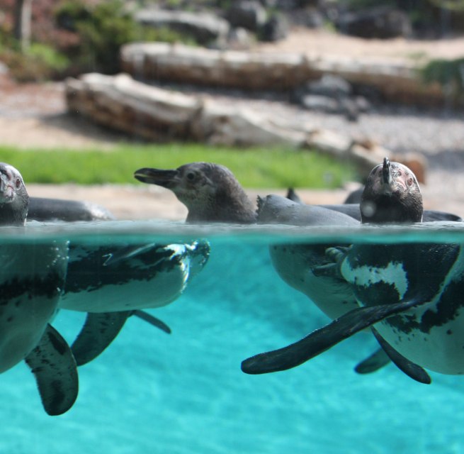 Pinguine im Polarium vom Zoo Rostock, © Zoo Rostock/Braun