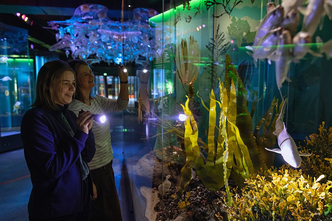 Bei einer Taschenlampenführung im OZEANEUM erfahren Gäste, welche Tierarten gefährdet sind. (Foto: Anke Neumeister/Deutsches Meeresmuseum)