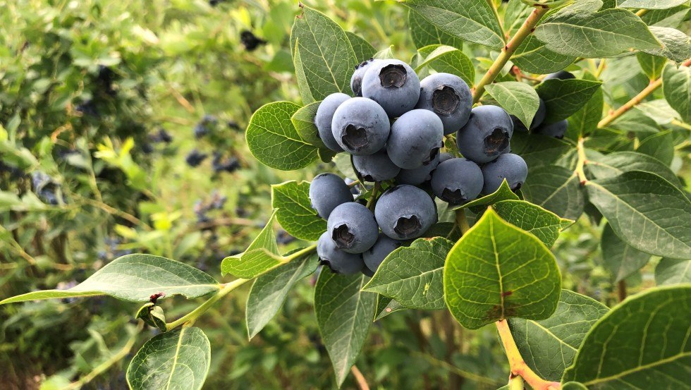 BIO Blaubeeren Picher, © Bio Geflügel Mecklenburg GmbH