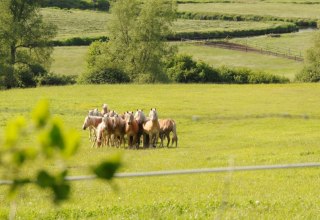 Haflinger Junghengste unweit des Hofes auf Usedom, © Reiterhof Sallenthin