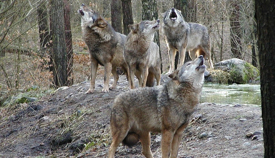Das Wolfsrudel streift durch das Unterholz und stimmt zum großen Heulkonzert an, © Wildpark-MV