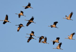 Kraniche ziehen in den Süden, © Karsten Peter