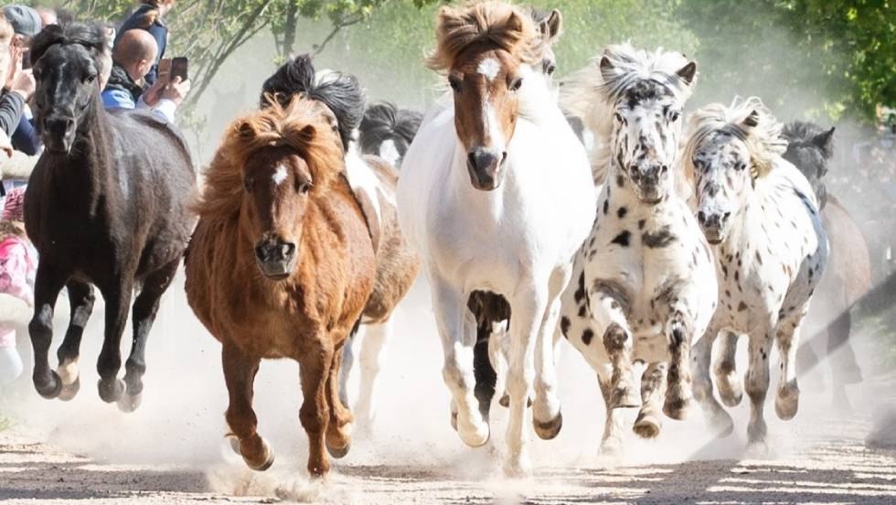 Pony-Austrieb auf der Galopprennbahn in Bad Doberan, © Bernsteinreiter