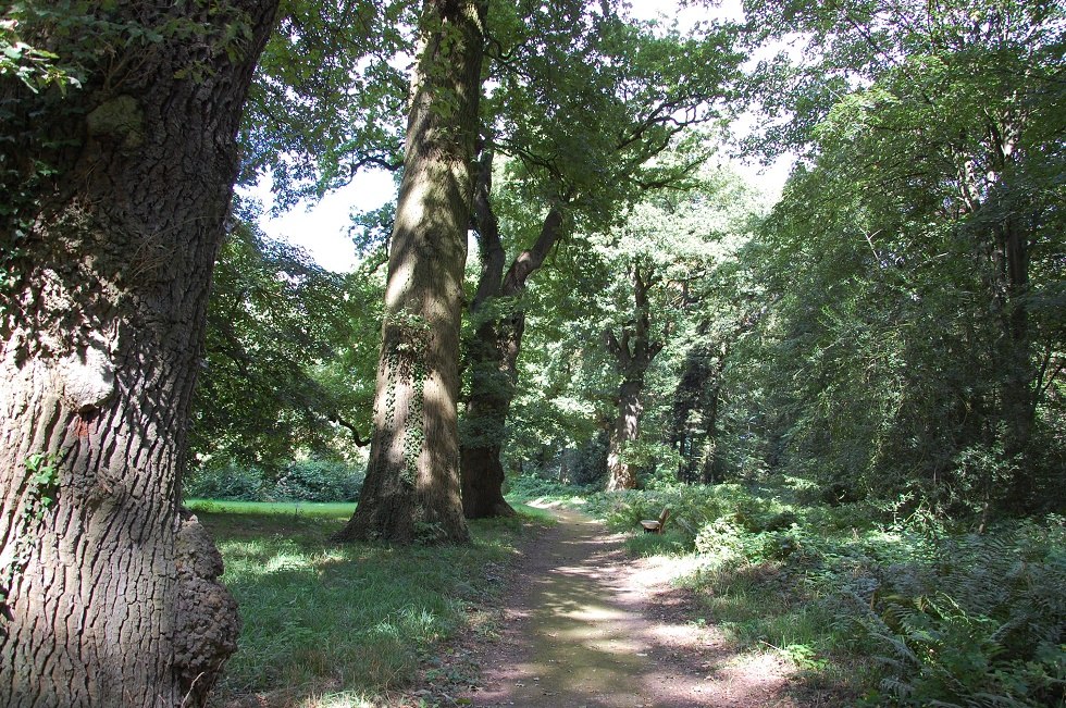 Viele alte Baumriesen kann man im Dammereezer Landschaftspark besichtigen., © Gabriele Skorupski