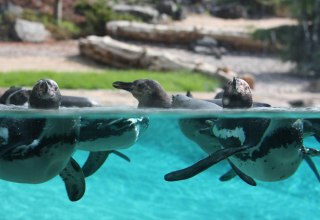 Pinguine im Polarium vom Zoo Rostock, © Zoo Rostock/Braun