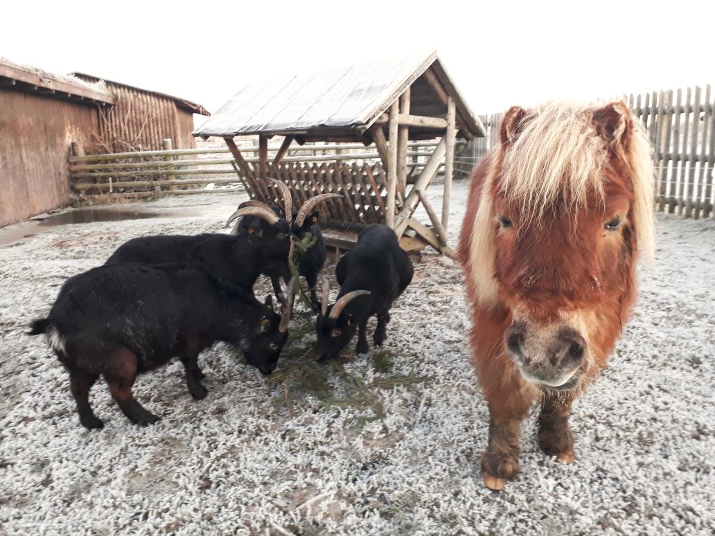 Pony Kasi zu Besuch bei den Ziegen, © Heimattierhof