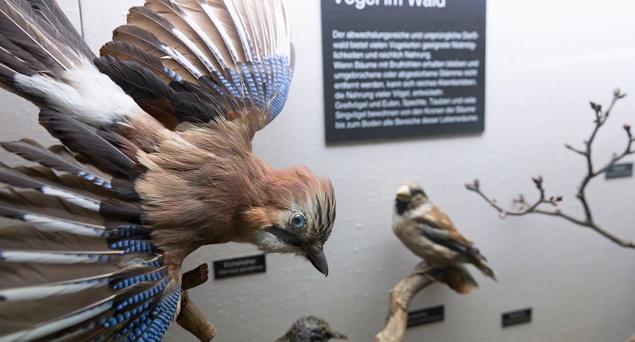 Ausstellungsteil "Vögel im Wald" im NATUREUM Darßer Ort, © Anke Neumeister/Deutsches Meeresmuseum