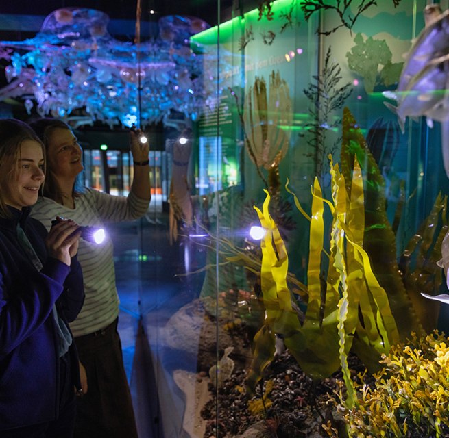 Bei einer Taschenlampenführung im OZEANEUM erfahren Gäste, welche Tierarten gefährdet sind. (Foto: Anke Neumeister/Deutsches Meeresmuseum)