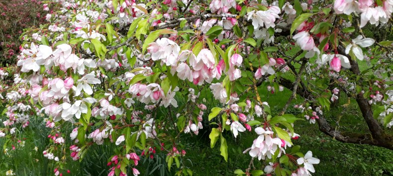 Apfelblüte im Arboretum Greifswald, © Angela Pfennig