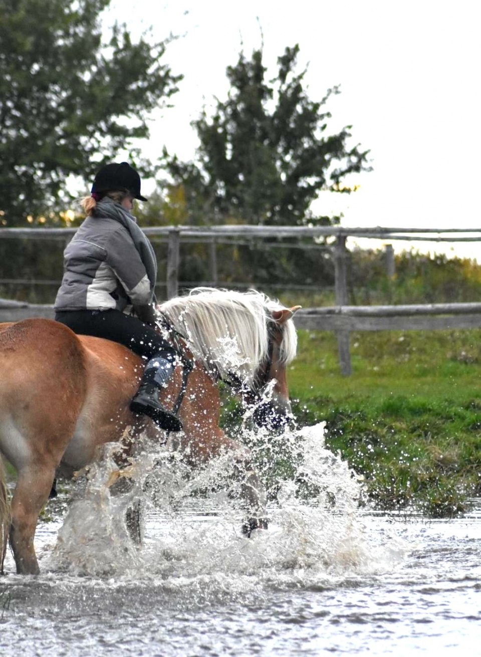 Eine Reiterin führt ihr Pferd durch spritzendes Wasser, während sie einen abenteuerlichen Ausritt genießt. Das kräftige Pferd pflügt energisch durch die flache Wasserstelle, während die Reiterin die frische Luft und die Natur um sich herum aufnimmt.