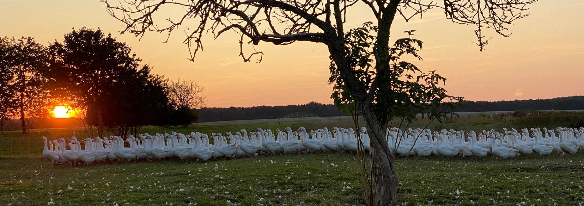 Unsere Gänse auf ihrer Wiese., © Hofladen Marihn