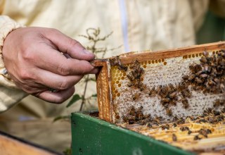 Ein Imker prüft sein Bienenvolk, © TMV/Tiemann