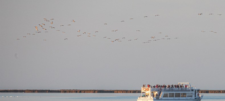 Beobachten Sie das faszinierende Naturschauspiel der majestätischen Kraniche bei einer Schiffstour ab Stralsund durch den Nationalpark Vorpommersche Boddenlandschaft zum Schlafplatz der Kraniche Nähe „Pramort“., © Weiße Flotte GmbH