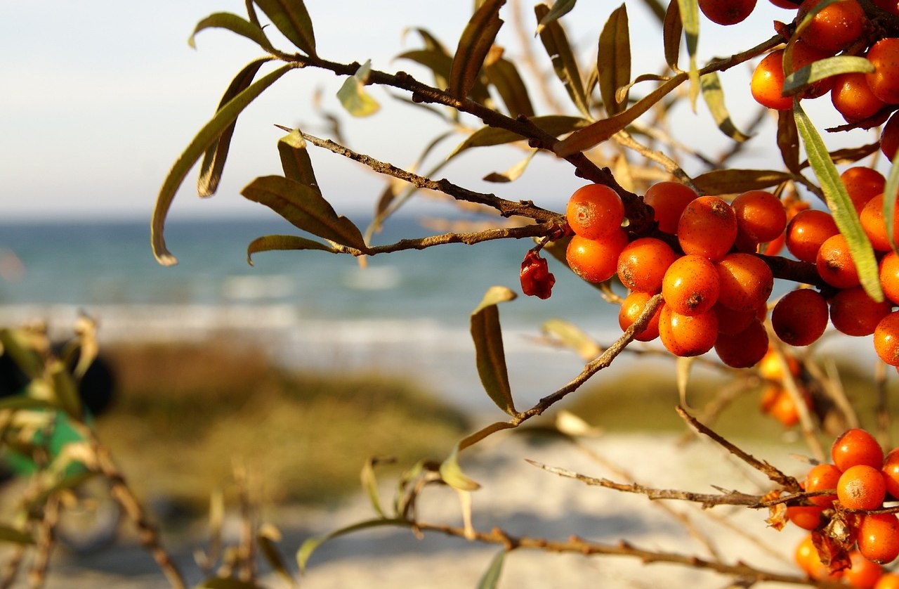 sea-buckthorn-3749589_1280, © pixabay