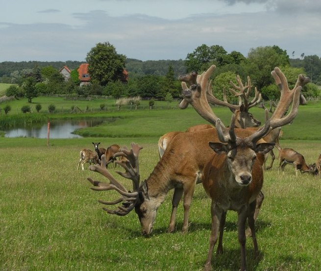 Rotwild und Gotlandschafe im Großgehege, © Zacharias