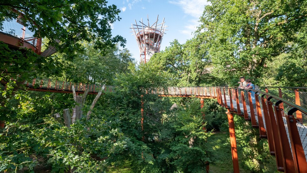 Auf dem neuen Baumkronenpfad Ivenacker Eichen kommen Familien und Naturfreunde  den Geheimnissen der Bäume auf die Spur, © TMV/Tiemann