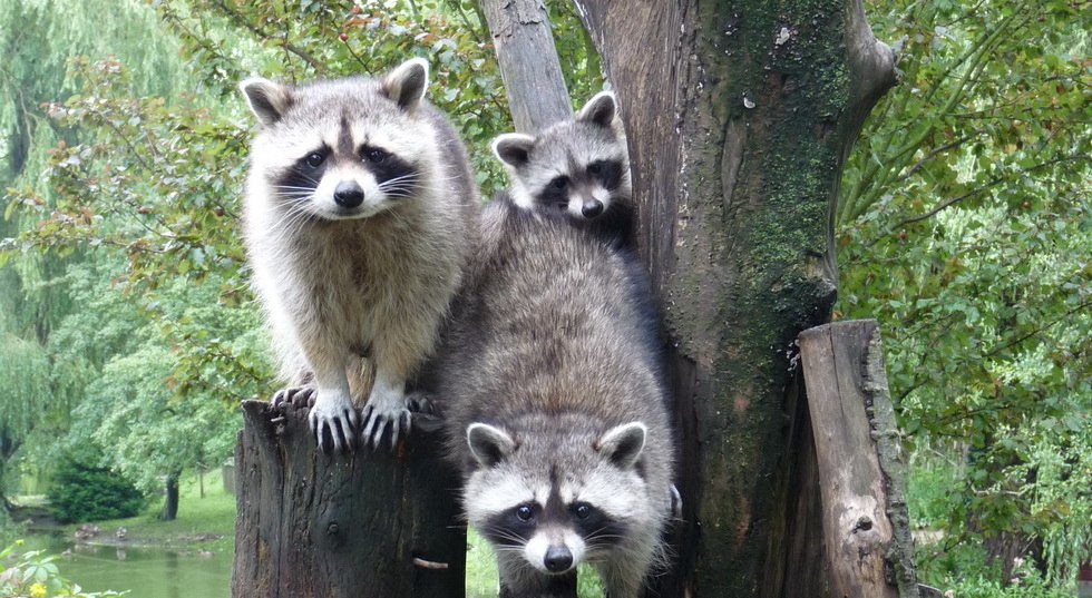 Waschbärenfamilie im Tierpark Greifswald, © Kristin Tetzlaff