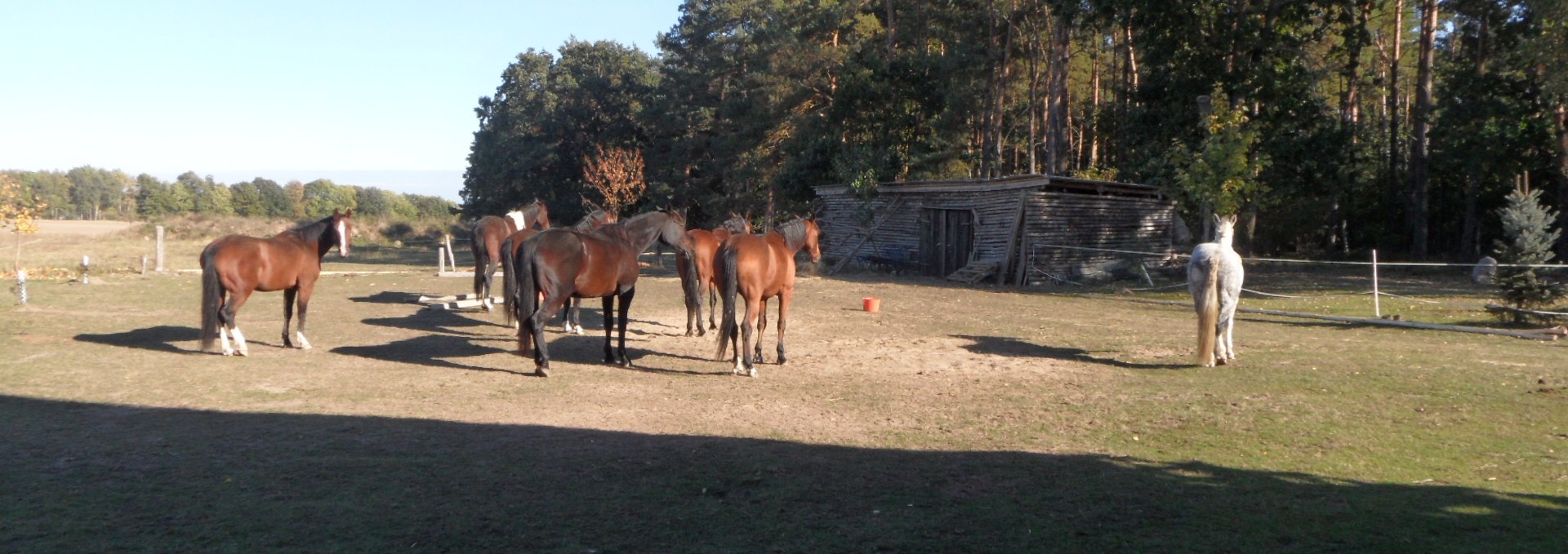 Gastpferde auf der Koppel, © van Eick