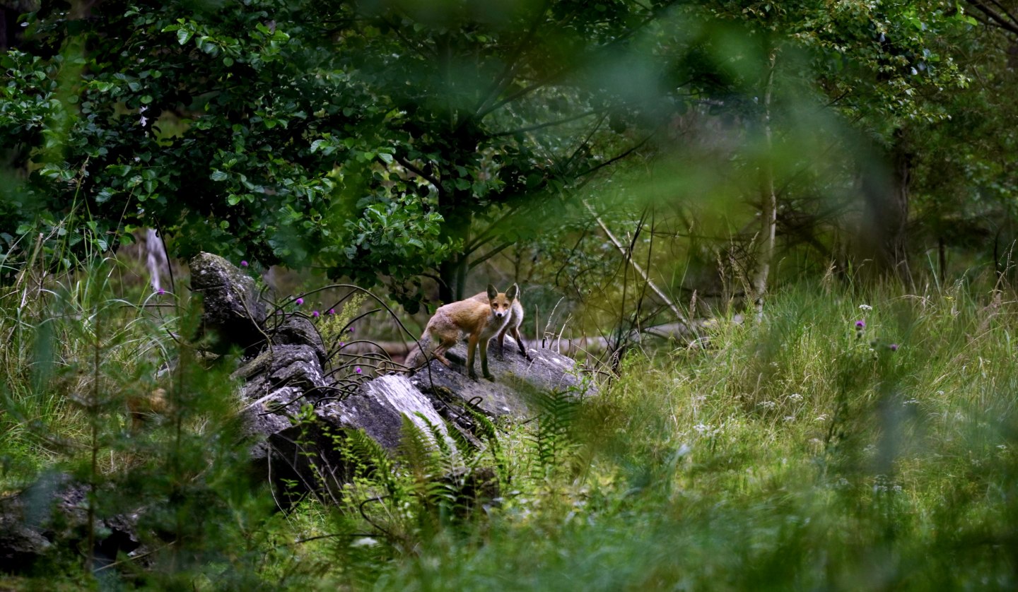 Peenemünde und die Heeresversuchsanstalt im Wandel der Zeit, © www.tmh.name, TMH1971