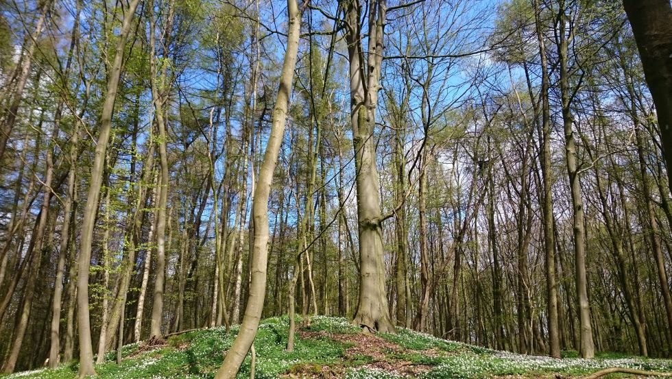 Station 18: Hügelgräber - Gesichtsträchtige Höhepunkte, © TMV/UB