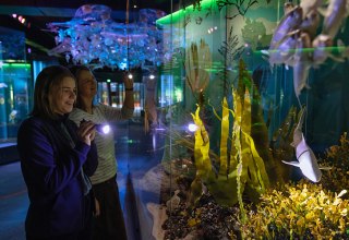 Bei einer Taschenlampenführung im OZEANEUM erfahren Gäste, welche Tierarten gefährdet sind. (Foto: Anke Neumeister/Deutsches Meeresmuseum)