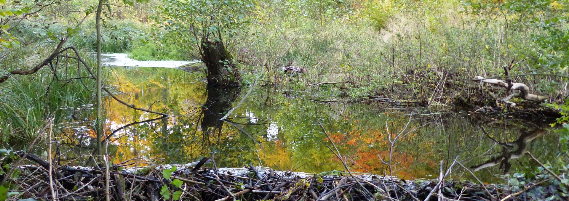 Biberdamm am Radebach, © Naturpark Sternberger Seenalnd