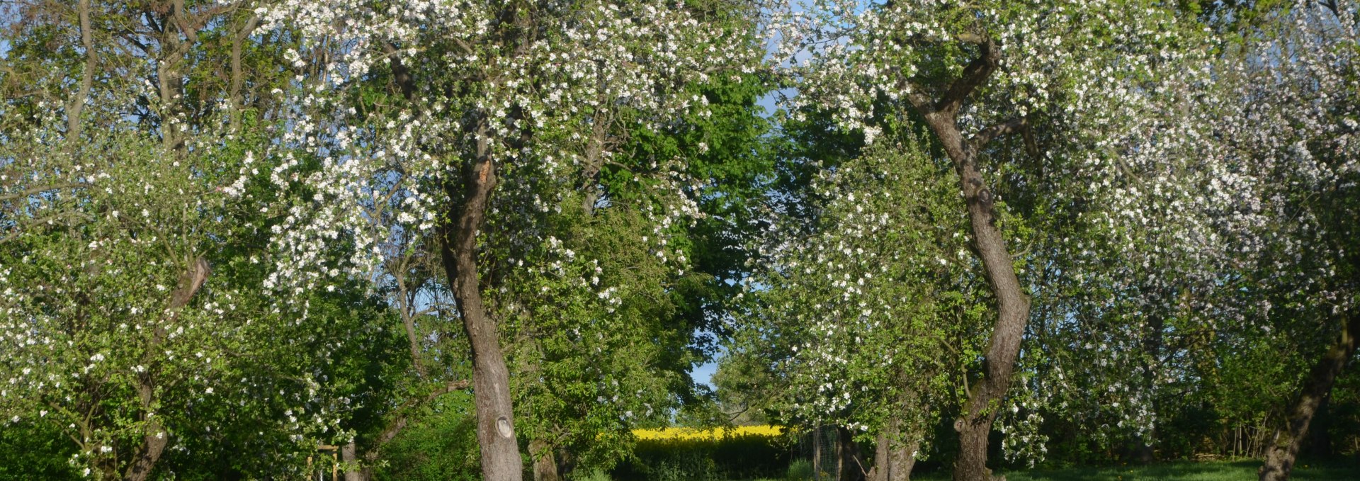 Der Garten hiner dem Gutshaus, © Annkatrin Rabe