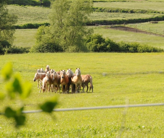 Haflinger Junghengste unweit des Hofes auf Usedom, © Reiterhof Sallenthin