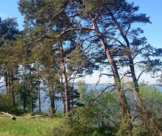 Windflüchter an der Südspitze Gnitz, © TMV/Bodieschek