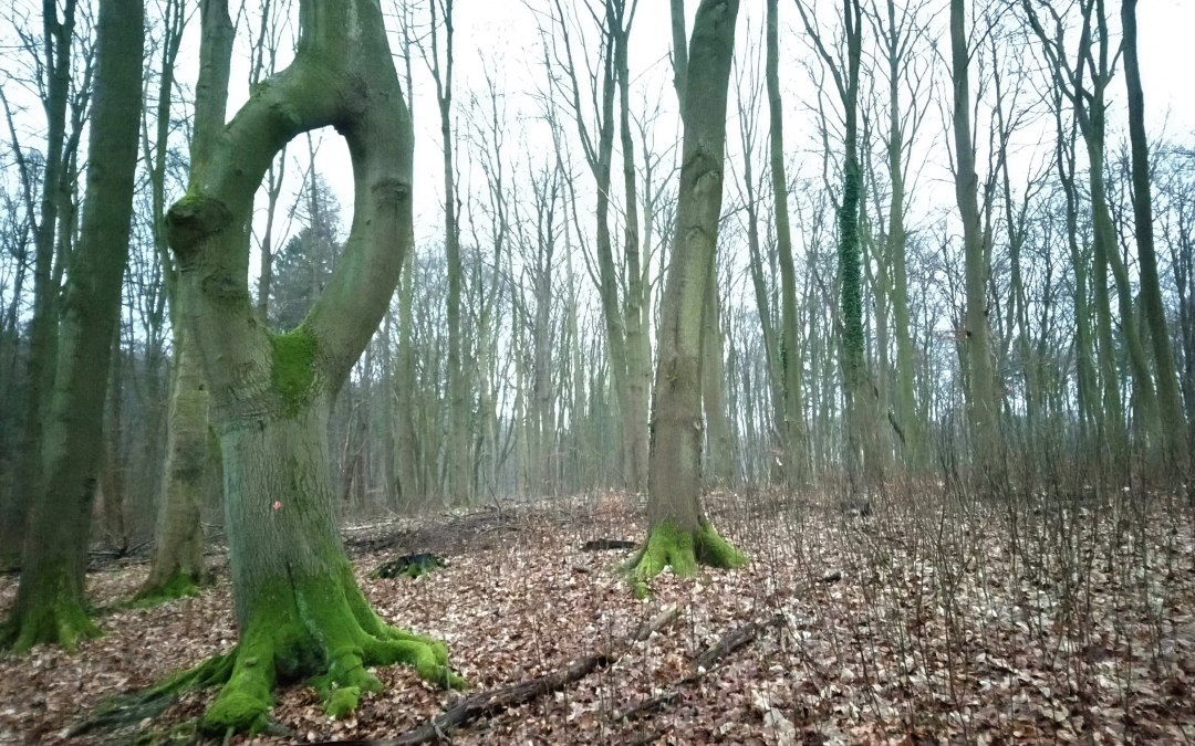 Nadelöhrbuche, © Jana Koch