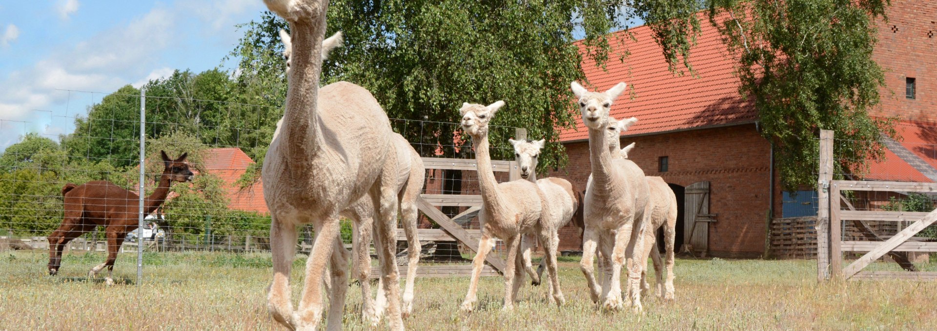 Alpakas, Hof Birkenkamp, © Tourismusverband Mecklenburg-Schwerin