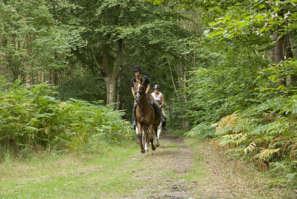 Auf dem Tourenverlauf ist so manche Galoppstrecke auf trittfesten Waldwegen vorhanden, © TMV/ Hafemann