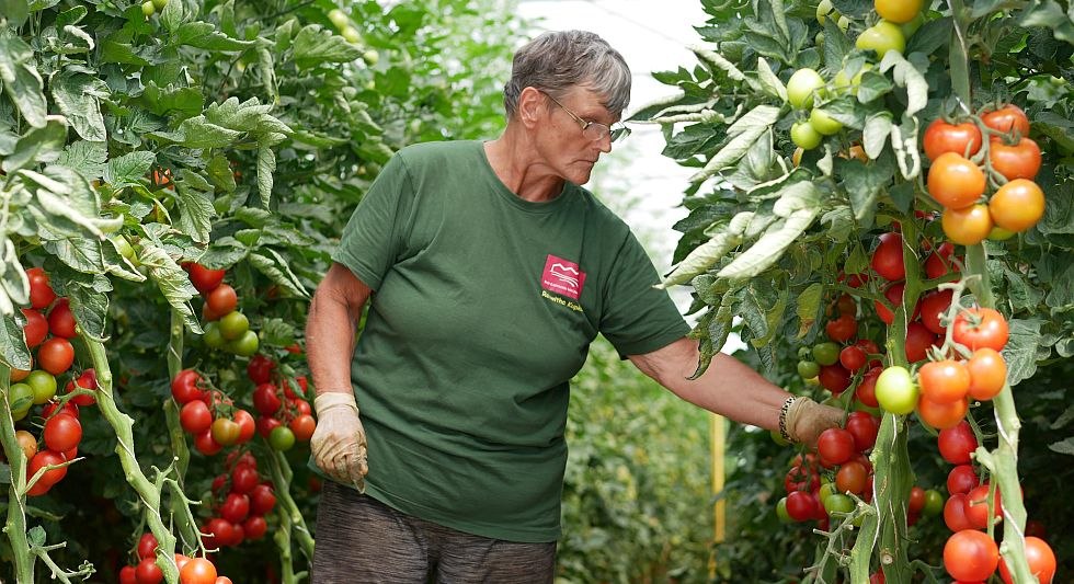 Tomaten im 5200m² großen Gewächshaus, © Bio-Gärtnerei Watzkendorf