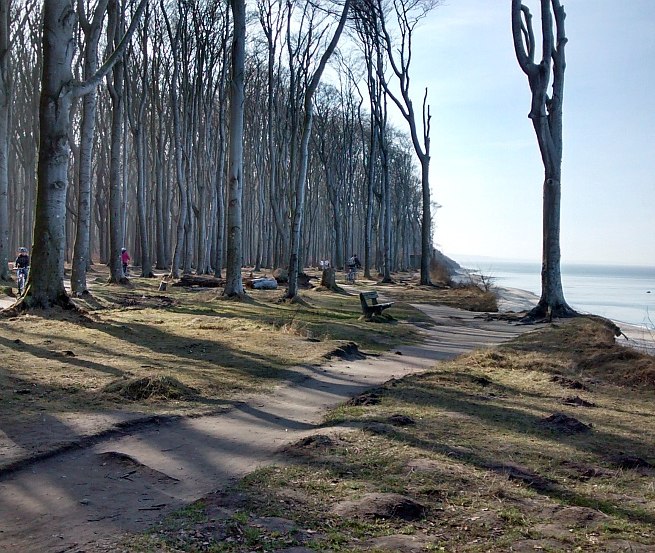 Ein Rad- und Wanderweg führt entlang der Steilküste durch den "Gespensterwald", © Fischer/TMV