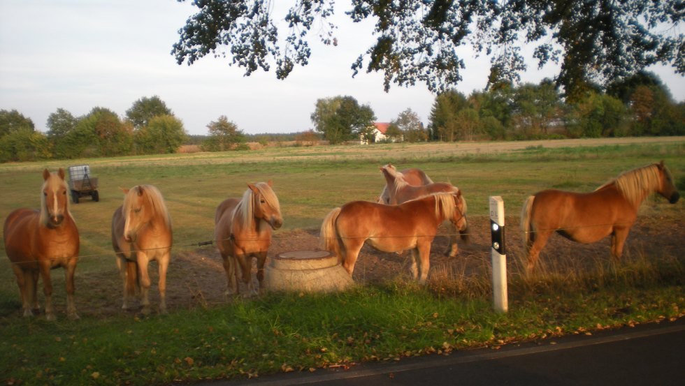 Die Haflinger des Haflingerhof-Tack erwarten Sie, © Haflingerhof Tack/ Volker Tack