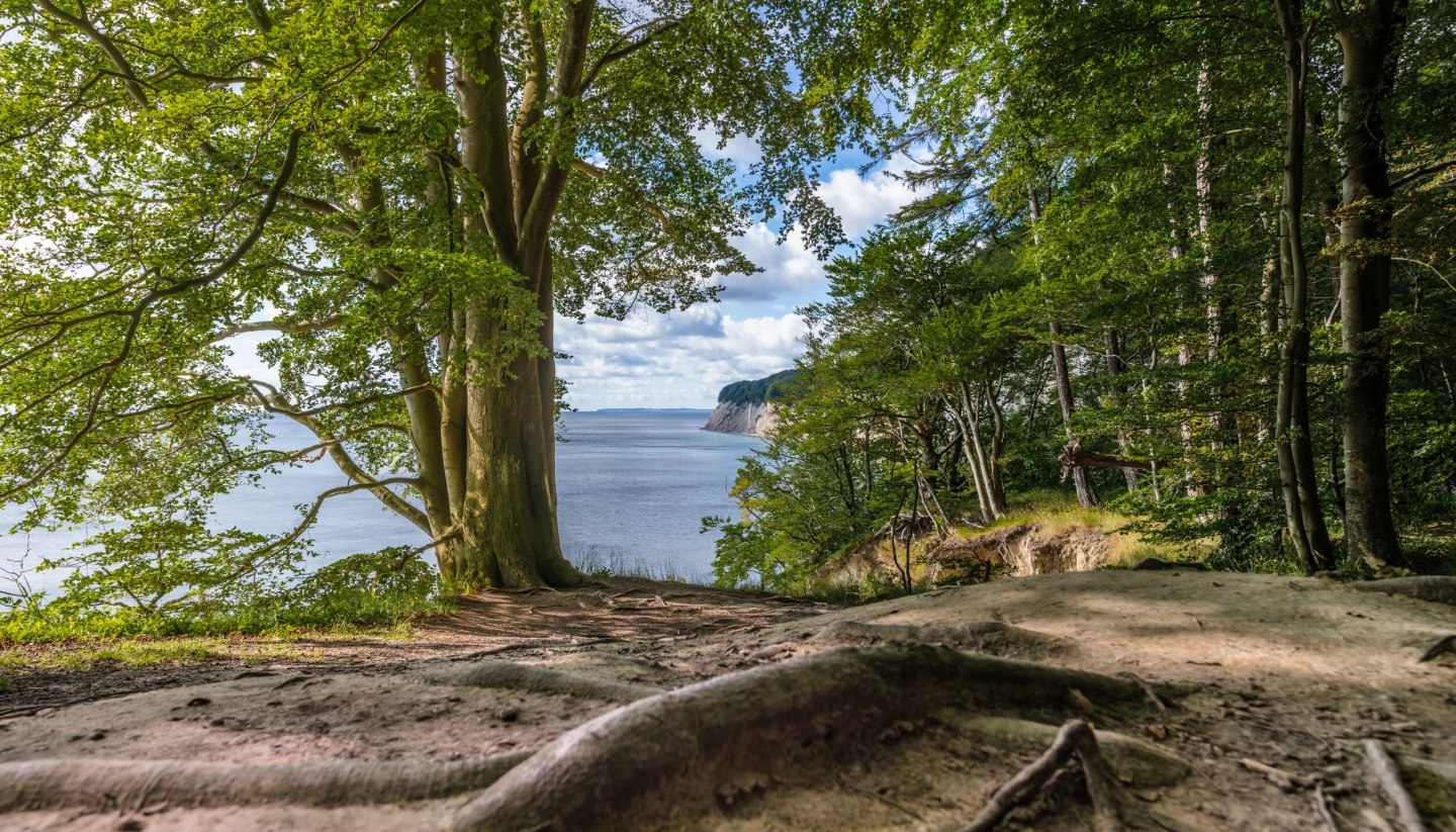 Kathedrale mit Meerblick: Stubnitz heißt der große Buchenwald im Nationalpark Jasmund, direkt an der Ostseeküste Rügens, © TMV/Tiemann