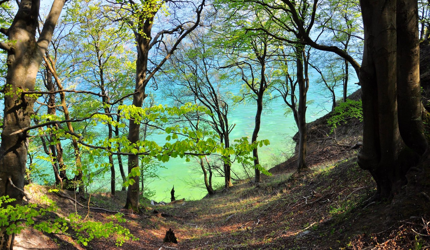 Grüner Wald auf weißer Kreide, © Nationalparkamt Vorpommern