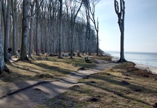 Ein Rad- und Wanderweg führt entlang der Steilküste durch den "Gespensterwald", © Fischer/TMV