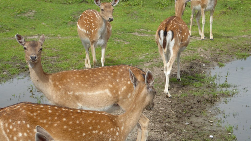 Mit im Sortiment: frisches Wildfleisch, Wurstwaren und Schinkenspezialitäten aus Damwild in Gatterhaltung aus Kölzow, © Kölzower Hirschagrten