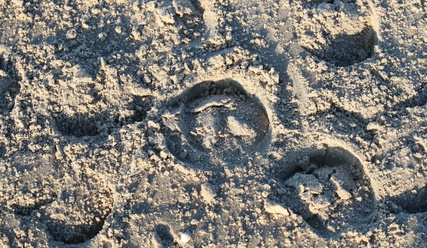 Reiten am Strand, © TMV/ACP Pantel