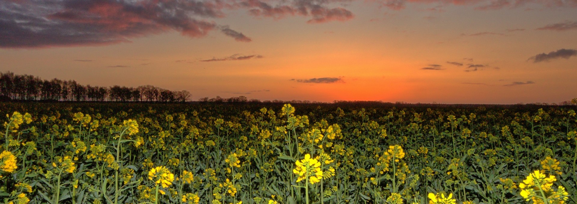 Ein Rapsfeld nähe Lübtheen, © Uwe Meyer