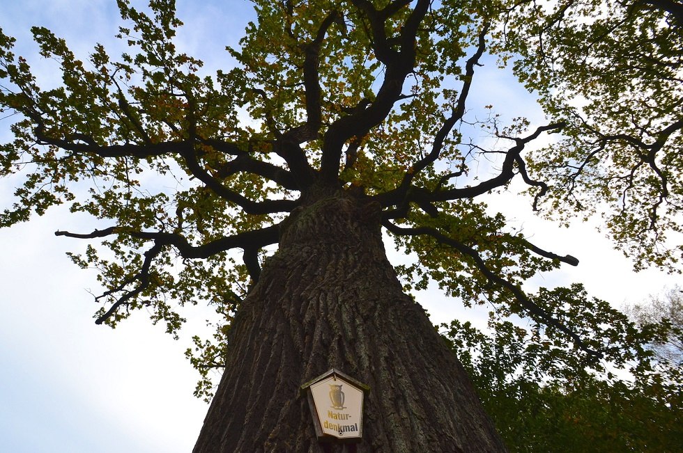 Stieleiche in Ketelshagen, © Tourismuszentrale Rügen