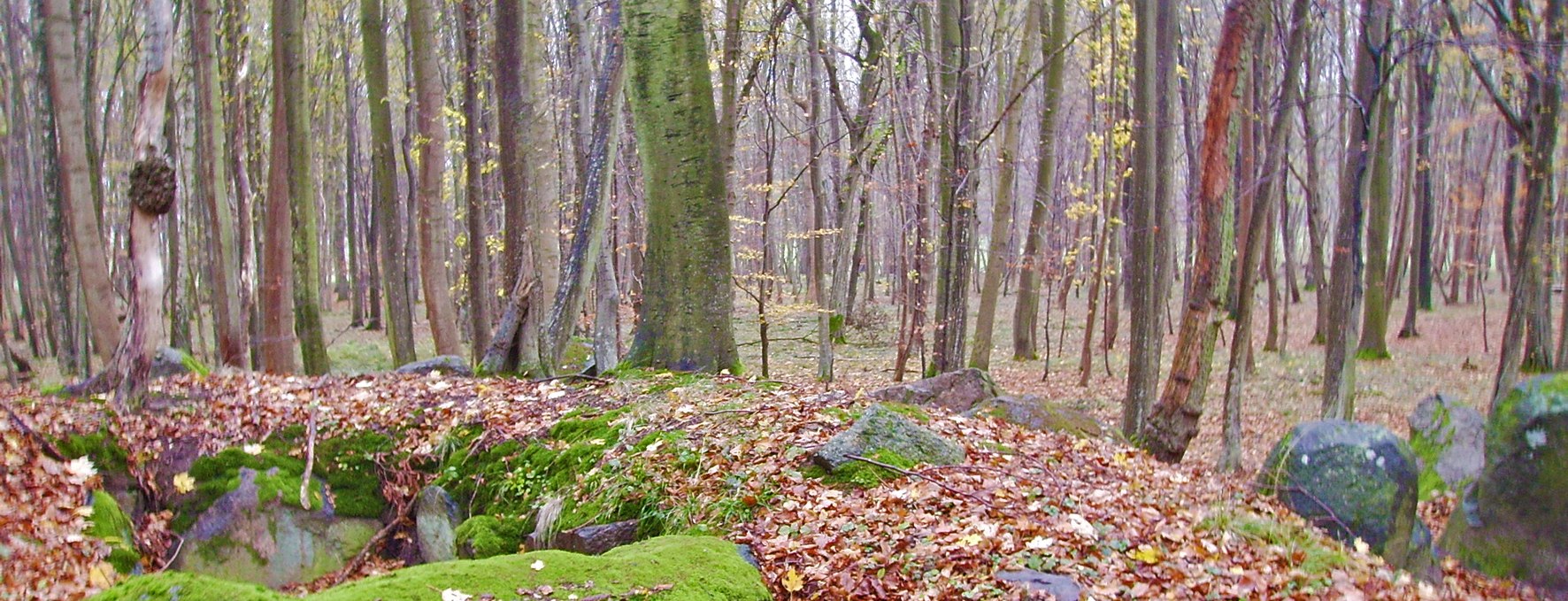 Ein Großdolmen von vor ca. 3000 v. Chr. im Klosterholz, © Archäo Tour Rügen