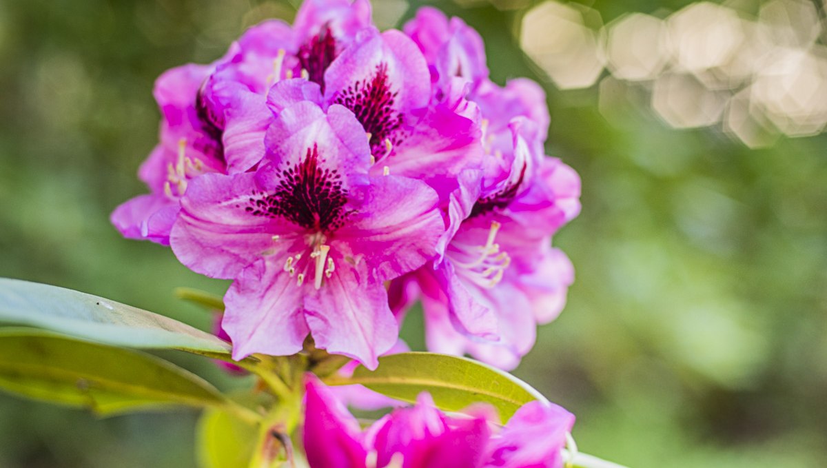 Rhododendronparkfest | Ein Fest für die Sinne: Blütenzauber, Kulturgenuss & Markttreiben., © André Pristaff / Tourismus- und Kur GmbH Graal-Müritz